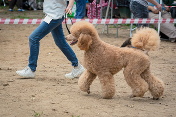 Handler shows a dog breed  poodle a dog show. A beautiful poodle  dog posing at a dog show.