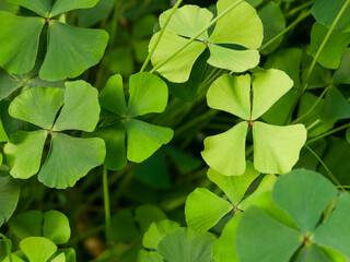 Clover fern (Marsilea) background image. Taken in the botanical garden in Pisa, Italy.
