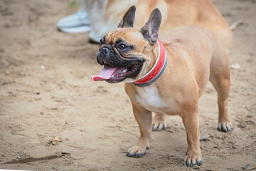 Fototapeta premium French bulldog dog standing in a field on a bright summer day