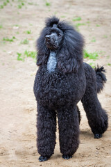Portrait of a beautiful royal poodle on a walk in the park. Close-up.