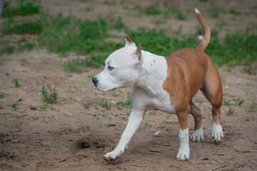 American Staffordshire Terrier dog runs across a sandy field