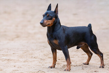 A dog of The Miniature Pinscher, the Zwergpinscher breed. Close-up on a walk in the sand
