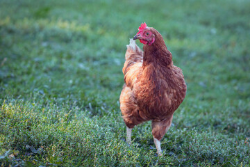Chickens on the farm, the concept of poultry.  A funny bird on a bio farm. Free-range poultry. Breeding chickens. A walk in the yard. Agricultural industry