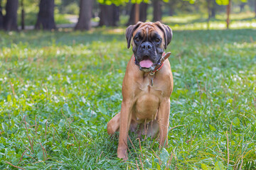 Portrait of a funny Boxer dog on a walk in the park. Close-up.