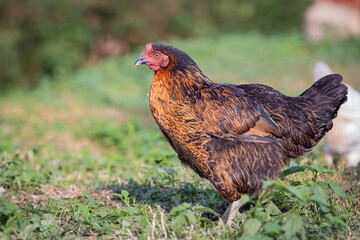 Chickens on the farm, the concept of poultry.  A funny bird on a bio farm. Free-range poultry. Breeding chickens. A walk in the yard. Agricultural industry
