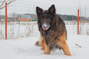 Close-up, portrait of a long-haired German Shepherd dog breed in winter