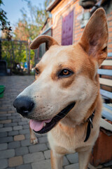 Portrait of a large mongrel dog