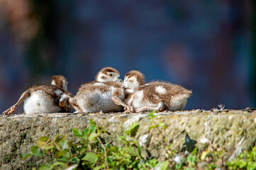 Nilgansküken eng beieinander auf einer Mauer