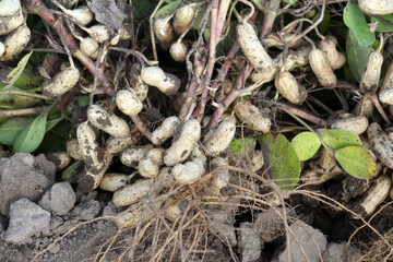 Freshly dug peanut bush with fruits