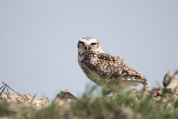 Funny and cute borrowing owl in Argentina