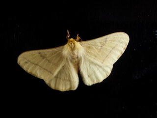 Off white colored butterfly sitting in black door