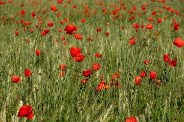 red poppies in the field
