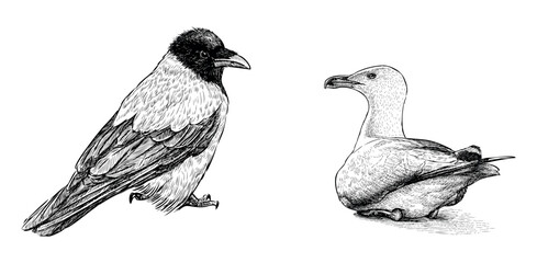 Sketches of two birds, seagull, crow, realistic hand drawing, vector illustration isolated on white