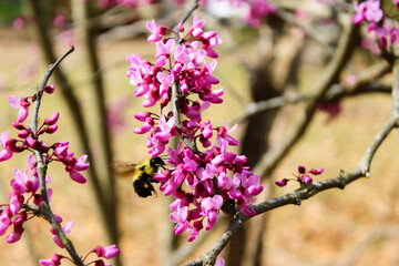 Bumblebee on a Pretty Pink Bloom of an Eastern Redbud Tree at Lee State Park in South Carolina Springtime