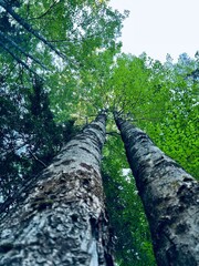 tree in the forest