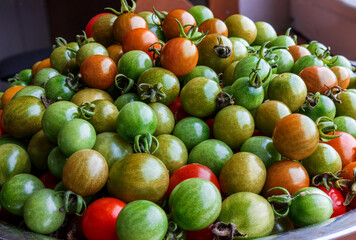 last tomato harvest of the season, cherry tomatoes of varying ripeness