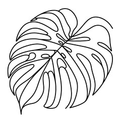 Fototapeta premium monstera leaf close up