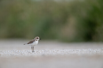 A Kentish plover searches for food in its habitat
