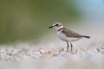 A Kentish plover searches for food in its habitat