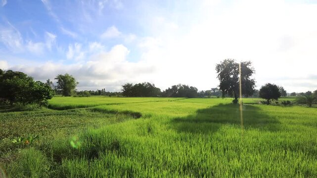High angle nature video background from the mountain, can see the scenery of trees, green rice fields and cool breeze.