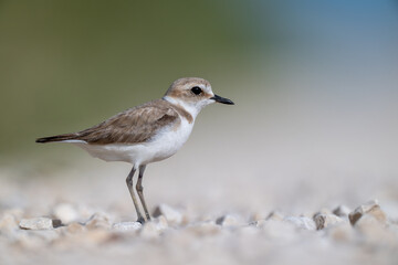 A Kentish plover searches for food in its habitat