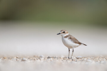 A Kentish plover searches for food in its habitat