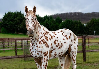piebald horse at the farm © Anna Chizhova