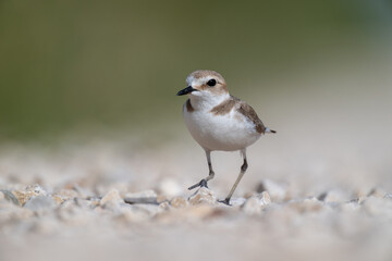 A Kentish plover searches for food in its habitat