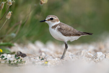 A Kentish plover searches for food in its habitat