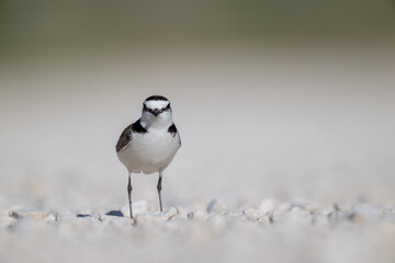 A Kentish plover searches for food in its habitat