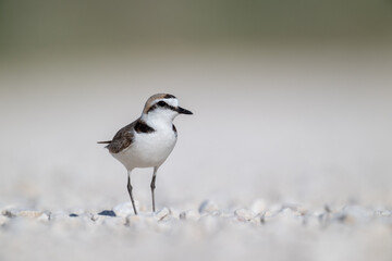 A Kentish plover searches for food in its habitat