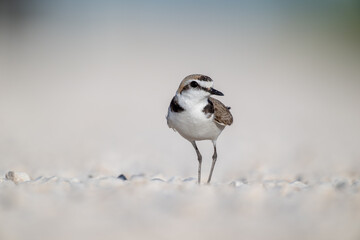 A Kentish plover searches for food in its habitat
