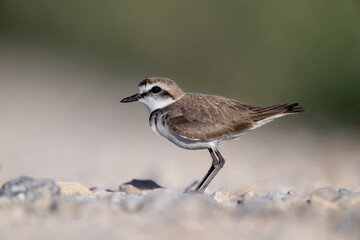 A Kentish plover searches for food in its habitat