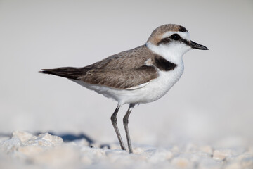 A Kentish plover searches for food in its habitat