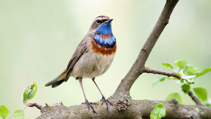 robin on a branch