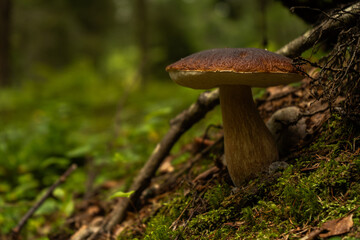 A large edible mushroom grows in the green northern forest -  close up