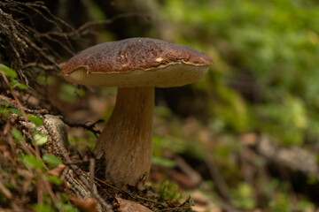 A large edible mushroom grows in the green northern forest -  close up
