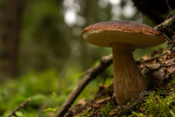 A large edible mushroom grows in the green northern forest -  close up