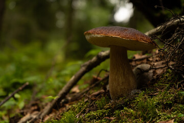 A large edible mushroom grows in the green northern forest -  close up