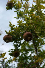 pomegranate fruit on tree ready for harvest for winter