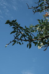 green olives on tree ready for harvesting
