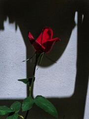 red rose