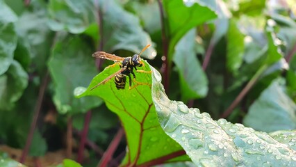 European wasp. A wet wasp on a green leaf. Parts of the body of a wasp close-up. Insect close-up. A wasp after the rain in the garden.