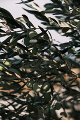 green olives on tree ready for harvesting
