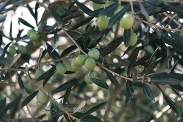 green olives on tree ready for harvesting