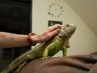 Reptile in human hands. A woman's hand strokes a green iguana in a room in the evening light