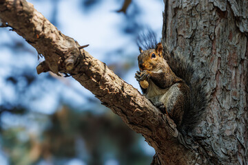 squirrel on a tree