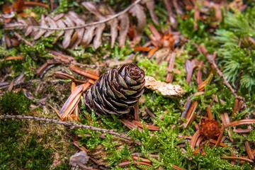 pine cone on the moss