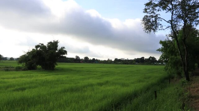 High angle nature video background from the mountain, can see the scenery of trees, green rice fields and cool breeze.