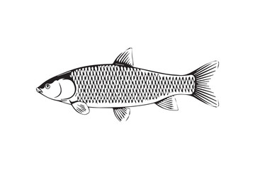 Vibrant Fish Vector Art | Unique High-Quality Underwater Illustration for Creative Design